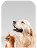 Pet Supplies